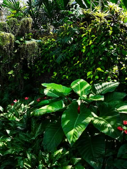Philodendron in the Shadows photo