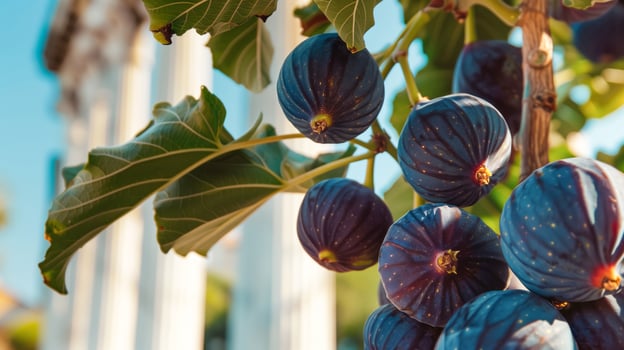 Ripe juicy fig fruits on the tree with antique columns in the background photo