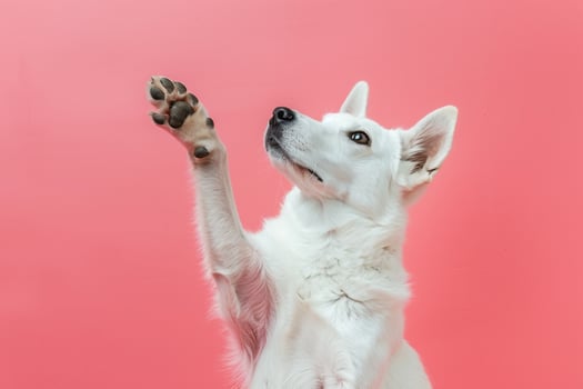 Charming Dog Paw Background for Pet Enthusiasts photo