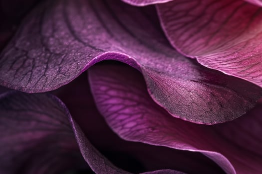 Orchid Petal Texture  Background photo