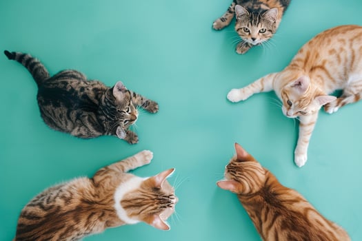 Cats with   Turquoise Background photo