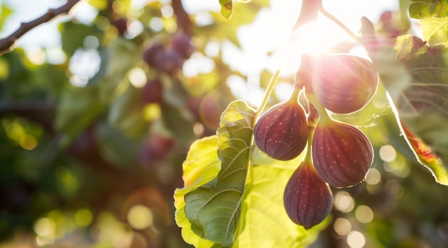 Ripe juicy fig fruits on the tree photo