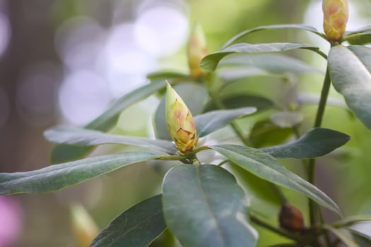 Bush of the Rhododendron in the botanical garden. Beautiful floral background. photo