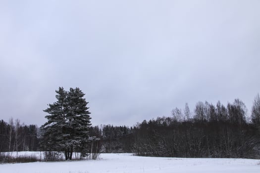 Winter day in Latvia, Europe. Scenic nature view. photo