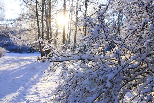 Winter day in Latvia, Europe. Scenic nature view. photo