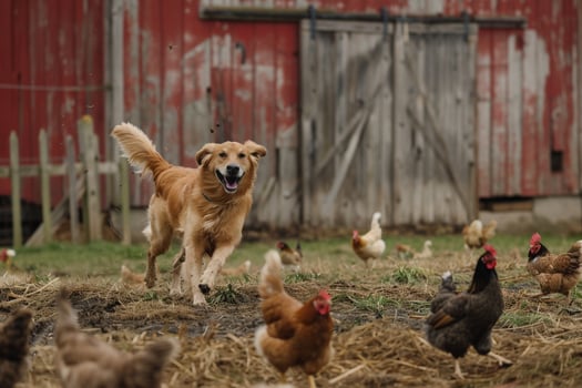 Energetic Dog Chasing Chickens in Rustic Farmyard with Classic Red Barn Background photo