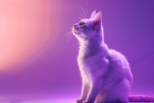 Cat Sitting Gracefully Against Lilac  Background Charming Style photo