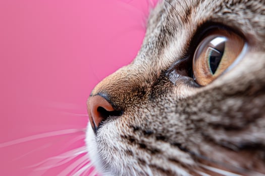 Cat with  Pink Background Cute and photo