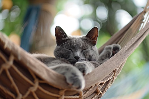 Gray Cat Relaxing in Hammock   Gently Swaying in Cozy photo