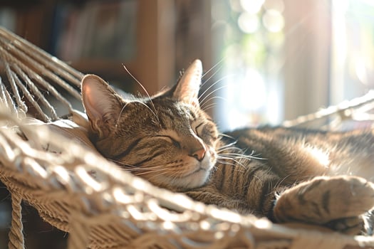 Tabby Cat Lounging in a Hammock Under the Sun Enjoying a Calm and Relaxed Moment photo