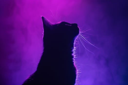 Cats with   Background photo