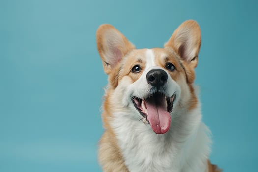Cheeky Dog with Tongue Out and Sky Background photo