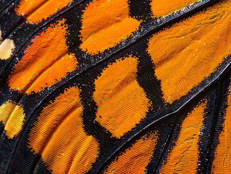 Ultra detailed Microscopic Monarch Butterfly Wing Scale Texture with Vibrant Orange Pigments and Black Border photo