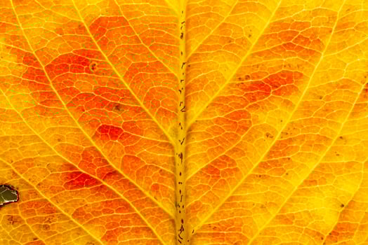 Closeup autumn fall extreme macro texture view of red orange wood sheet tree leaf glow in sun background. Inspirational nature october or september wallpaper. Change of seasons concept photo