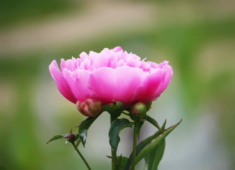 Blooming peony flower photo