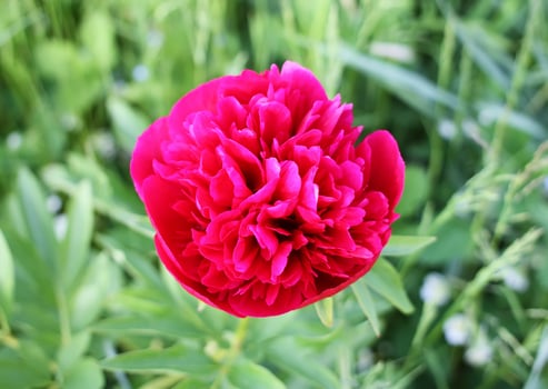 Blooming peony flower photo
