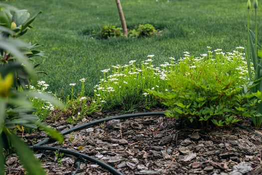 Decorative daisies in the landscape garden photo