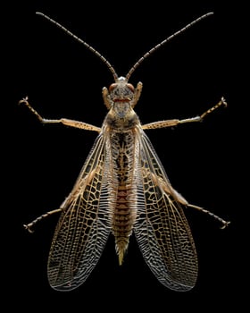 High-Resolution Close-Up Images of Various Insects on Black Background photo