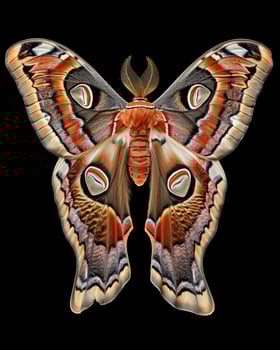 High-Resolution Close-Up Images of Various Insects on Black Background photo