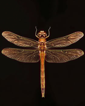 High-Resolution Close-Up Images of Various Insects on Black Background photo