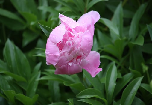 Blooming peony flower photo