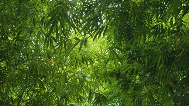 Beautiful bamboo trees, cool green, fresh green leaves, beautiful nature and relaxation. photo