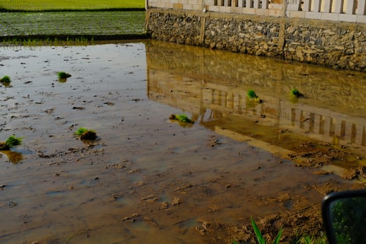 Photograph of Rice Field with Newly Planted Seedlings. Agricultural Industry. Panoramic Landscape. Graphic Resources. Selective Focus. Nature Photography Concept photo