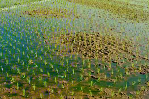 Photograph of Rice Field with Newly Planted Seedlings. Agricultural Industry. Panoramic Landscape. Graphic Resources. Selective Focus. Nature Photography Concept photo