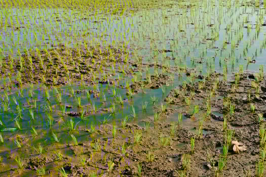 Photograph of Rice Field with Newly Planted Seedlings. Agricultural Industry. Panoramic Landscape. Graphic Resources. Selective Focus. Nature Photography Concept photo