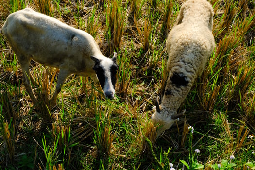 A group of Domestic Goats eating grass and bushes in a rice field. A domestic goat wandering in the middle of a dry rice field. Fauna and Zoology. Animal in the wilds. Animal farming industry photo