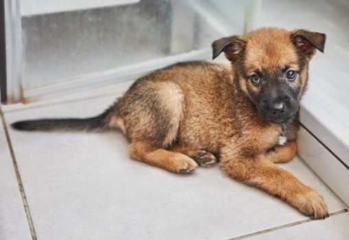Adorable Brown Puppy Sitting Indoors photo