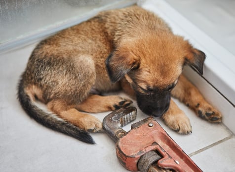 Adorable Brown Puppy Sitting Indoors photo