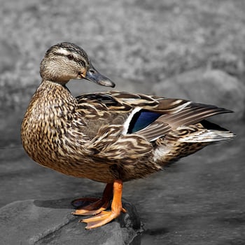 A female mallard standing on a rock photo