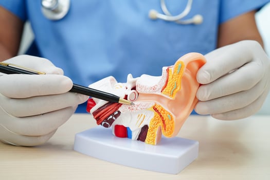 Asian doctor holding human ear model to learn and treat hearing loss in patient. photo