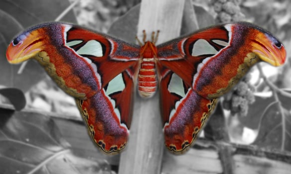 A close up of a big atlas moth. The background is made black and white. photo