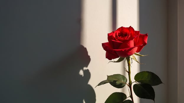 An aesthetic red rose with window shadow overlay in the room. Romantic scene of a love story. AI-Generated photo