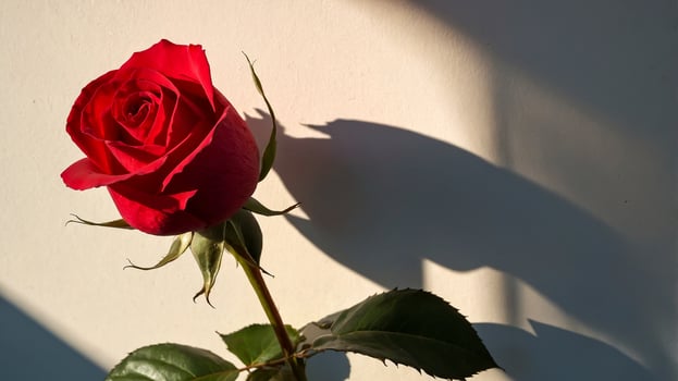 An aesthetic red rose with window shadow overlay in the room. Romantic scene of a love story. AI-Generated photo