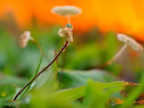 Mushrooms on the red background grass photo