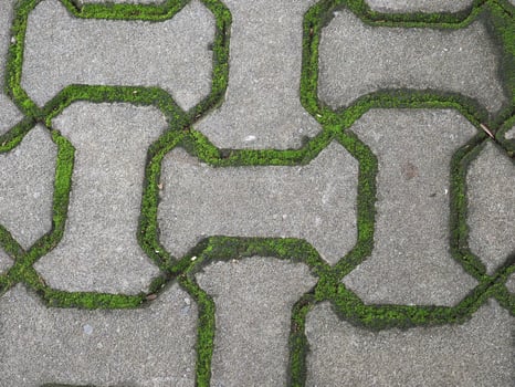 Moss during the rainy season photo