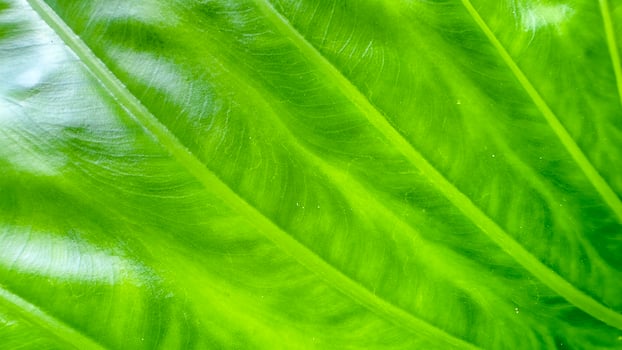 A close-up photograph of a green leaf with its veins clearly visible. photo