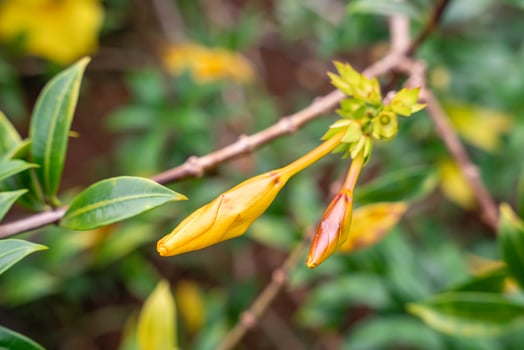 Allamanda Cathartica Flower photo