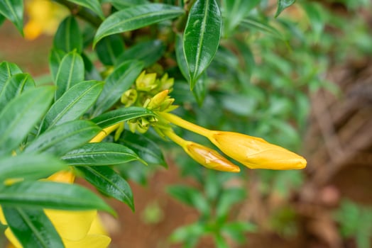 Allamanda Cathartica Flower photo