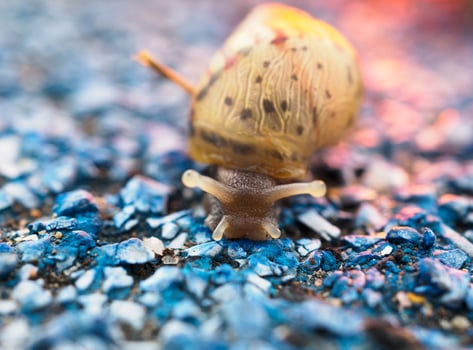 Snail crawling on green background, photo