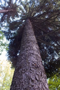 A tall spruce tree grows in the forest, decorating the environment. photo
