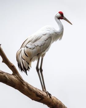 Siberian Crane bird standing on the rooted in studio isolated on white background photo