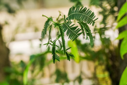 Close up of green leaves of acacia tree in a garden. photo