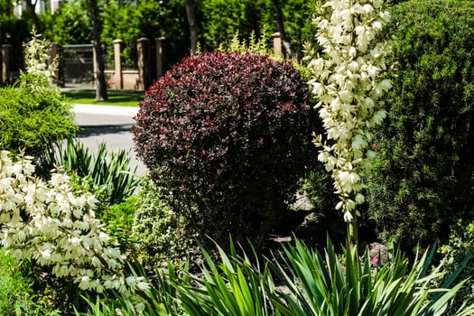 A white Yucca filamentosa plant close-up in a botanical garden photo