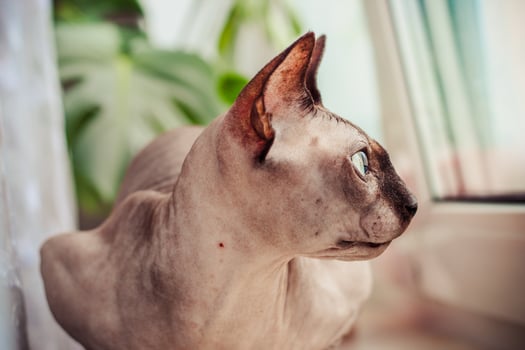 Canadian hairless sphynx cat portrait close-up photo