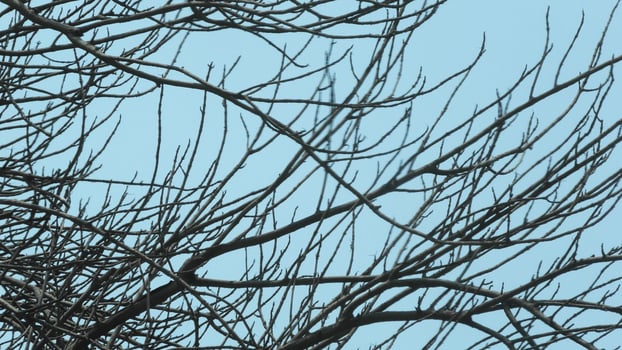 Zigzag branches of skeleton tree photo