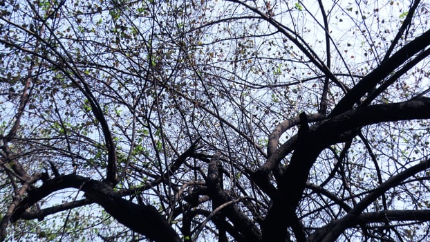 Zigzag branches of skeleton tree photo